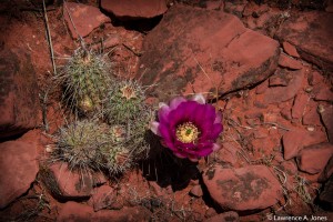 Cactus FlowersSedona, ArizonaNikon D7100, 18-300mm f/3.5-5.6 Lens1/250 sec at f/16, ISO 500, 78mm