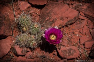Cactus FlowersSedona, ArizonaNikon D7100, 18-300mm f/3.5-5.6 Lens1/250 sec at f/16, ISO 500, 78mm