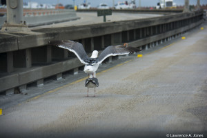 Two Seagulls are on the San Mateo Bridge while the bridge is close for resurfacing.  These two are actually getting ready to mate.  Funny how they are not disturbed in the least. Nikon D7100, 18-300mm f / 3.5-5.6 Lens 1/160 sec at f / 6.3, ISO 200, 125mm