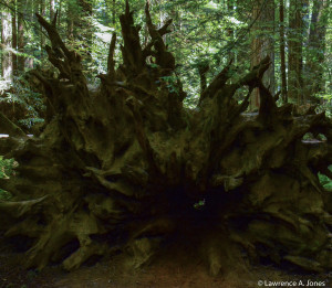 A Fallen Giant Humboldt Redwoods State Park, California This is sad to think about. This tree was probably around when the Mayan civilization was at its peak. When it fell....it must have shaken the earth. Nikon D7100, 18-300mm f/3.5-5.6 Lens 1/250 sec at f/5.6, ISO 6400, 28mm