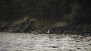 Orca Rising in the Salish SeaSan Juan Islands,WashingtonA sight for the bucket list.Nikon D7100, 18-300mm f/3.5-5.6 Lens1/80 sec at f/5.6, ISO 100, 270mm