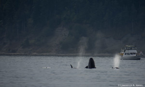 Orca and the Young in the Salish SeaSan Juan Islands,WashingtonShowing off for the young.Nikon D7100, 18-300mm f/3.5-5.6 Lens1/1000 sec at f/5.6, ISO 140, 140mm