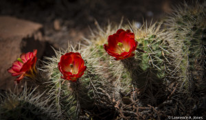 Cactus FlowersSedona, ArizonaA hard environment for such a beautiful flower.Nikon D7100, 18-300mm f/3.5-5.6 Lens1/200 sec at f/5.6, ISO 100, 270mm