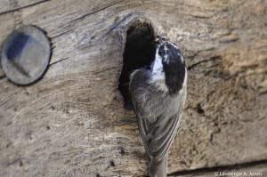 Feeding Time for the Baby Mountain Chickadees.Bear Valley, CaliforniaNikon D90, 70-300mm  f/4.0-5.6 lens1/2000 sec at f/ 5.0, ISO 400, 240mm