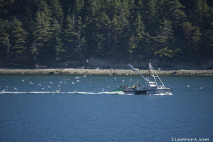 Fishing Boat out for the CatchSan Juan Islands, WashingtonThe sea gulls are having a field day.Nikon D7100, 18-300mm f/3.5-5.6 Lens1/2500 sec at f/5.6, ISO 900, 300mm