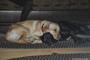 Chance & MaggieThe Cabin at Bear Valley, CaliforniaThese two are so tightNikon D90, 18-105mm f/3.5-5.6 Lens1/60 sec at f/4.8, ISO 800, 48mm