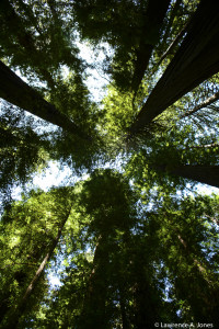 Avenue of the Giants Humboldt Redwood State Park, California These Giants are breath taking.Nikon D7100, 18-300mm f/3.5-5.6 Lens 1/60 sec at f/3.5, ISO 160, 18mm