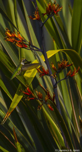 Hummingbird Going in for the NectarThis Creature is the opidomy of flight to perfection.Nikon D7100, 18-300mm f/3.5-5.6 Lens1/1600 sec at f/5.6, ISO 200, 300mm