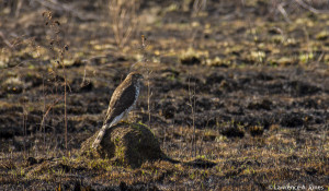 William-L. Finley National Wildlife RefugeCorvallis, OregonThis is a  Juvenile Cooper's Hawk.  More life to be seen. Nikon D7100, 18-300mm f/3.5-5.6 Lens1/500 sec at f/5.6, ISO 450, 260mm