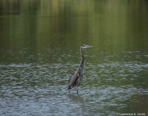 William-L. Finley National Wildlife RefugeCorvallis, OregonThis is a  Juvenile Great Blue Heron.  The life at this Refuge is a real treat. Nikon D7100, 18-300mm f/3.5-5.6 Lens1/160 sec at f/5.6, ISO 100, 300mm