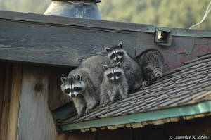 Mischievous BunchTimber Cove, CaliforniaMother Raccoon and her youg up to no good.Nikon D70, 70-300mm f/4.0-5.6 Lens1/125 sec at f/4.5, ISO 200, 135mm