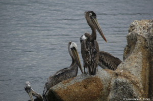 Pelicans play King of RockMonterey, California>Nikon D70, 70-300mm  f/4.0-5.6 lens1/250 sec at f/ 5.6, ISO 200, 300mm