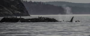 Orcas in the Salish SeaSan Juan Islands,WashingtonTeaching the Young to Hunt. Not a Good Day to be the Prey.Nikon D7100, 18-300mm f/3.5-5.6 Lens1/1000 sec at f/5.6, ISO 110, 220mm