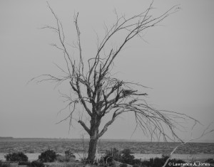 Lone TreeSultan Sea,CaliforniaThis is a very barren place. It's as though one went back in time.Nikon D7100, 18-300mm f/3.5-5.6 Lens1/125 sec at f/5.6, ISO 100, 175mm