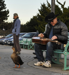 Duck sings to the MusicEdmonds, WashingtonThis was too Funny.  The Duck was as entertaining as the Musician.  Such a nice manNikon D90, 1/160 sec at f/6.3, ISO 200, 35mm