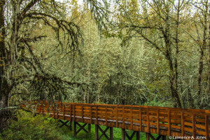 William-L. Finley National Wildlife Refuge-BoardwalkCorvallis, OregonThis was a beautiful day to explore. Oregon has so much to offer.Nikon D7100, 18-300mm f/3.5-5.6 Lens1/200 sec at f/4.8, ISO 450, 38mm